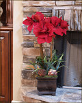 Brilliant Red Holiday Amaryllis