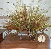 Autumn Wild Grasses