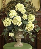 Hydrangeas with Fern in Grecian Vase