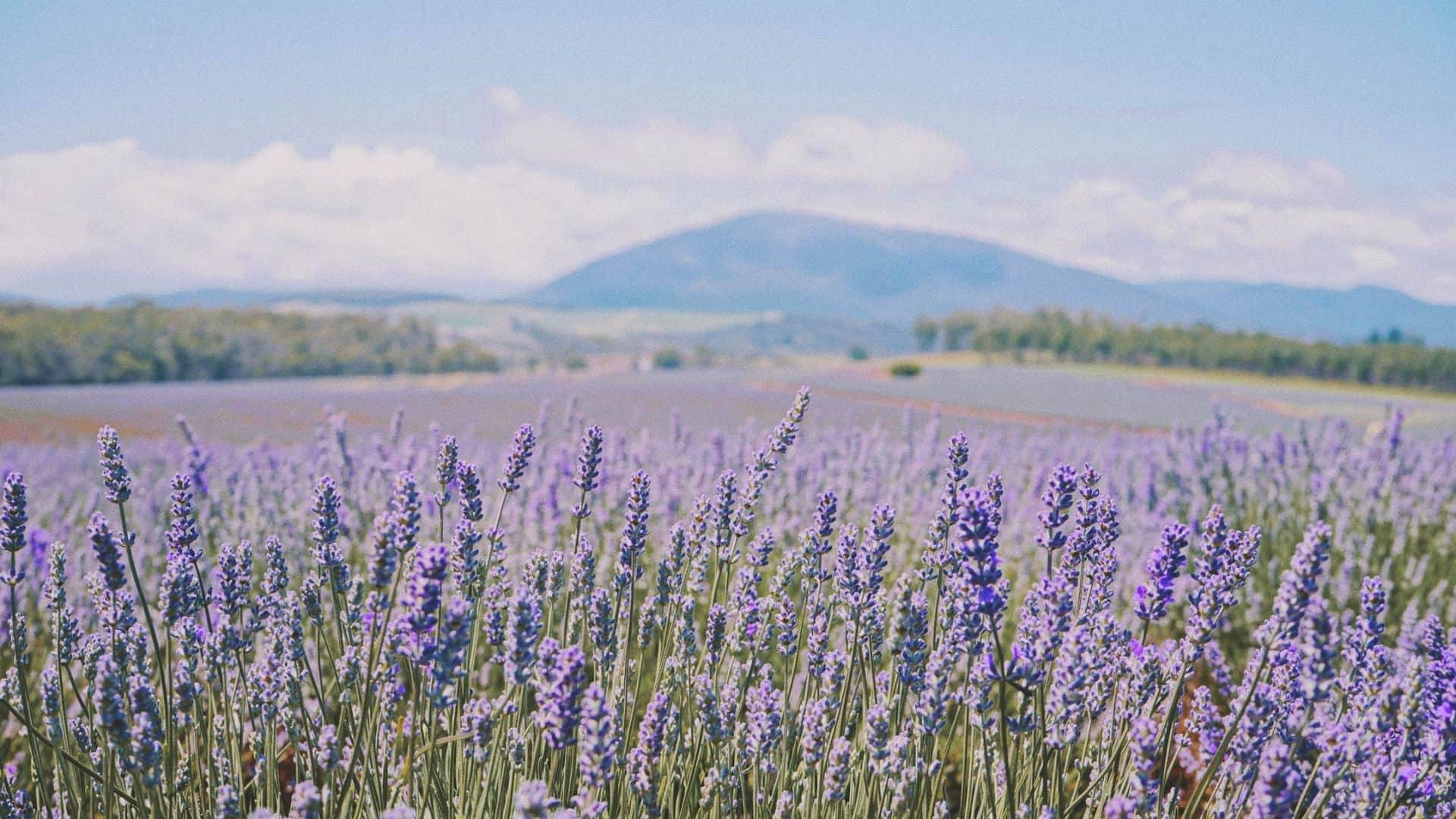 Dried Lavender Bunches Lavender Fields