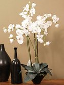 Linen White Silk Orchid