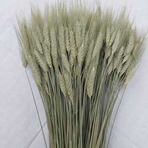Dried Green Wheat Bundle