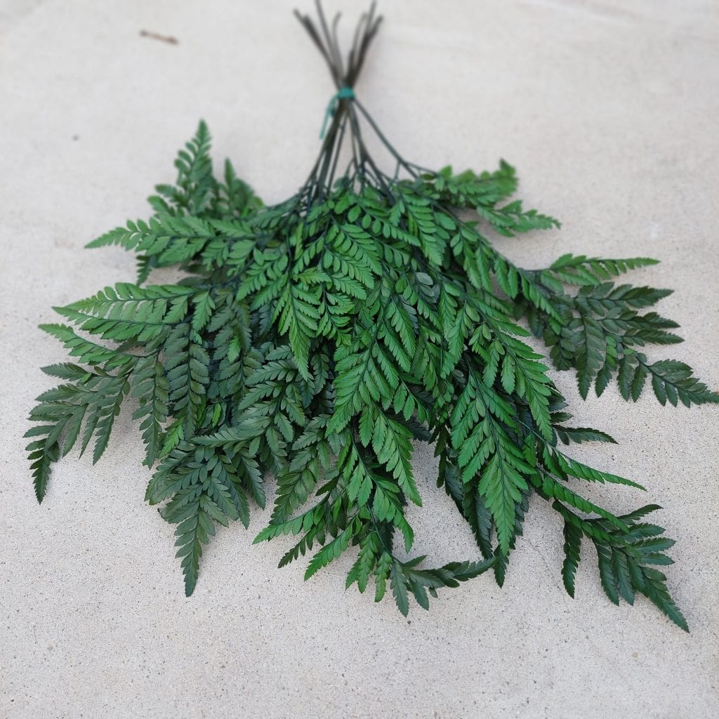 Preserved Greenery Dried Floral Shop
