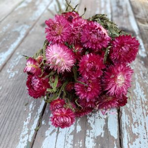 Rose colored strawflowers