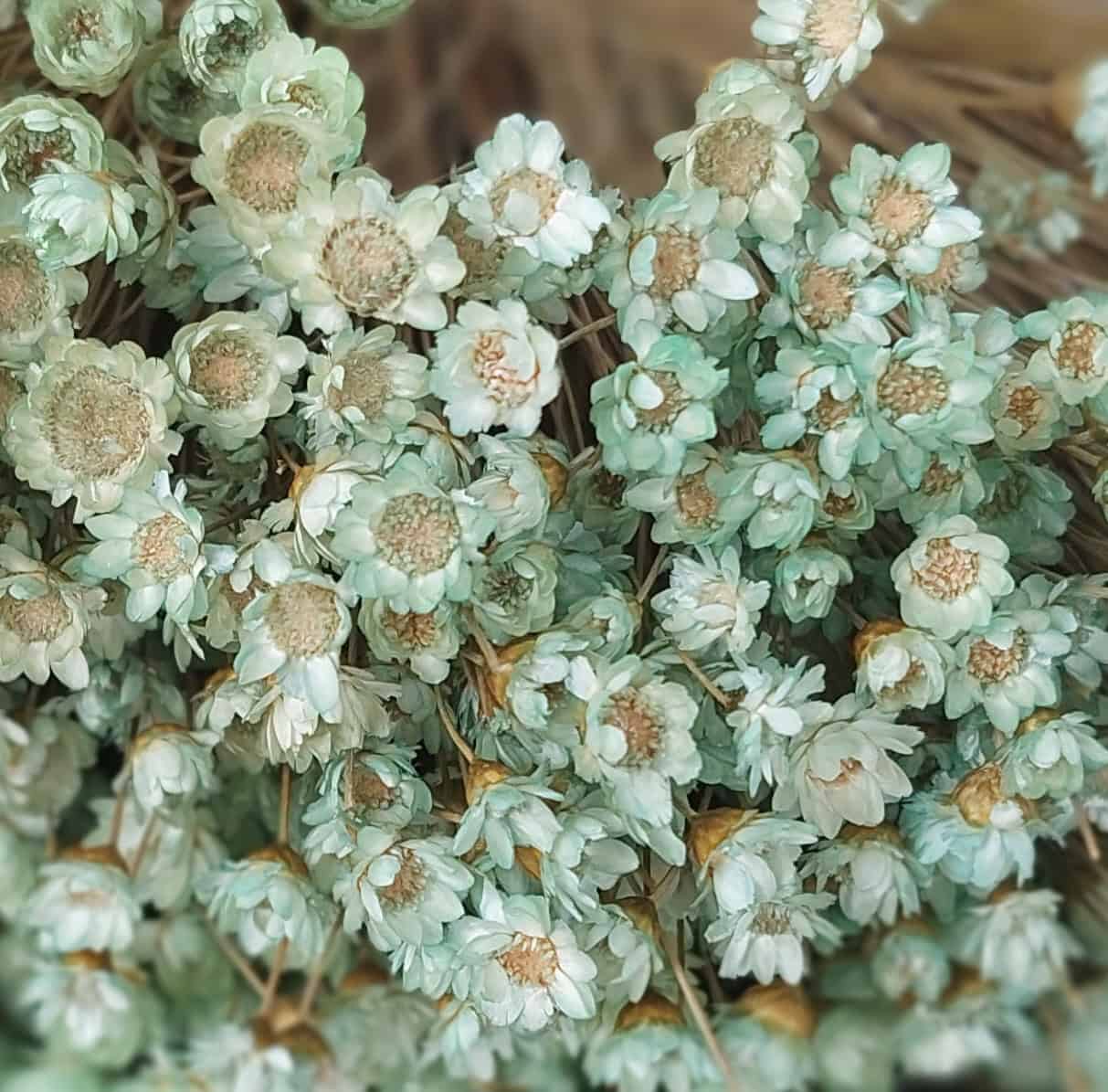 Dried white flowers, floral decor, dried floral arrangements, rustic dried flowers, botanical home decor.