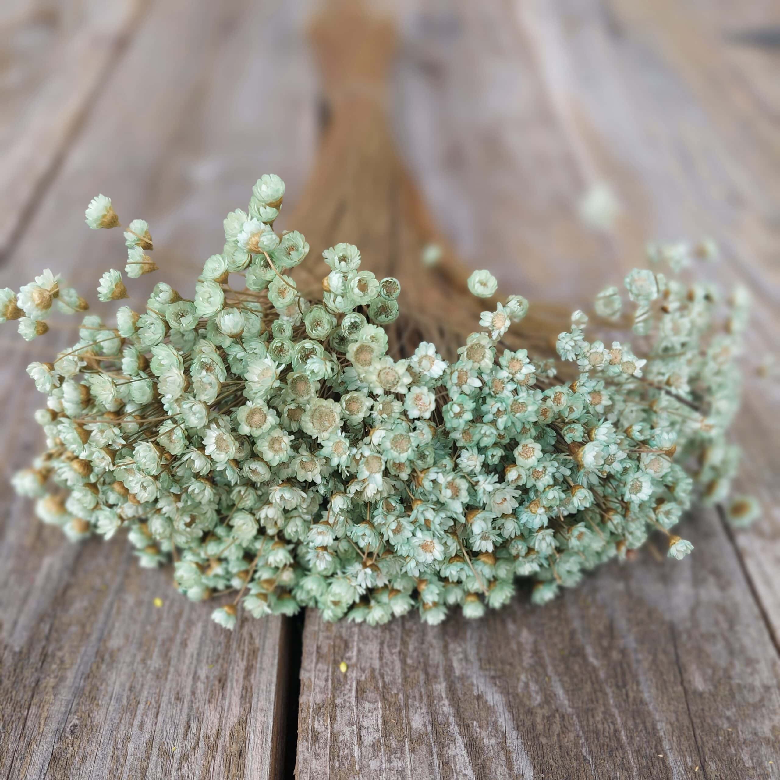 Delicate dried mint green star flowers for floral arrangements and decor.