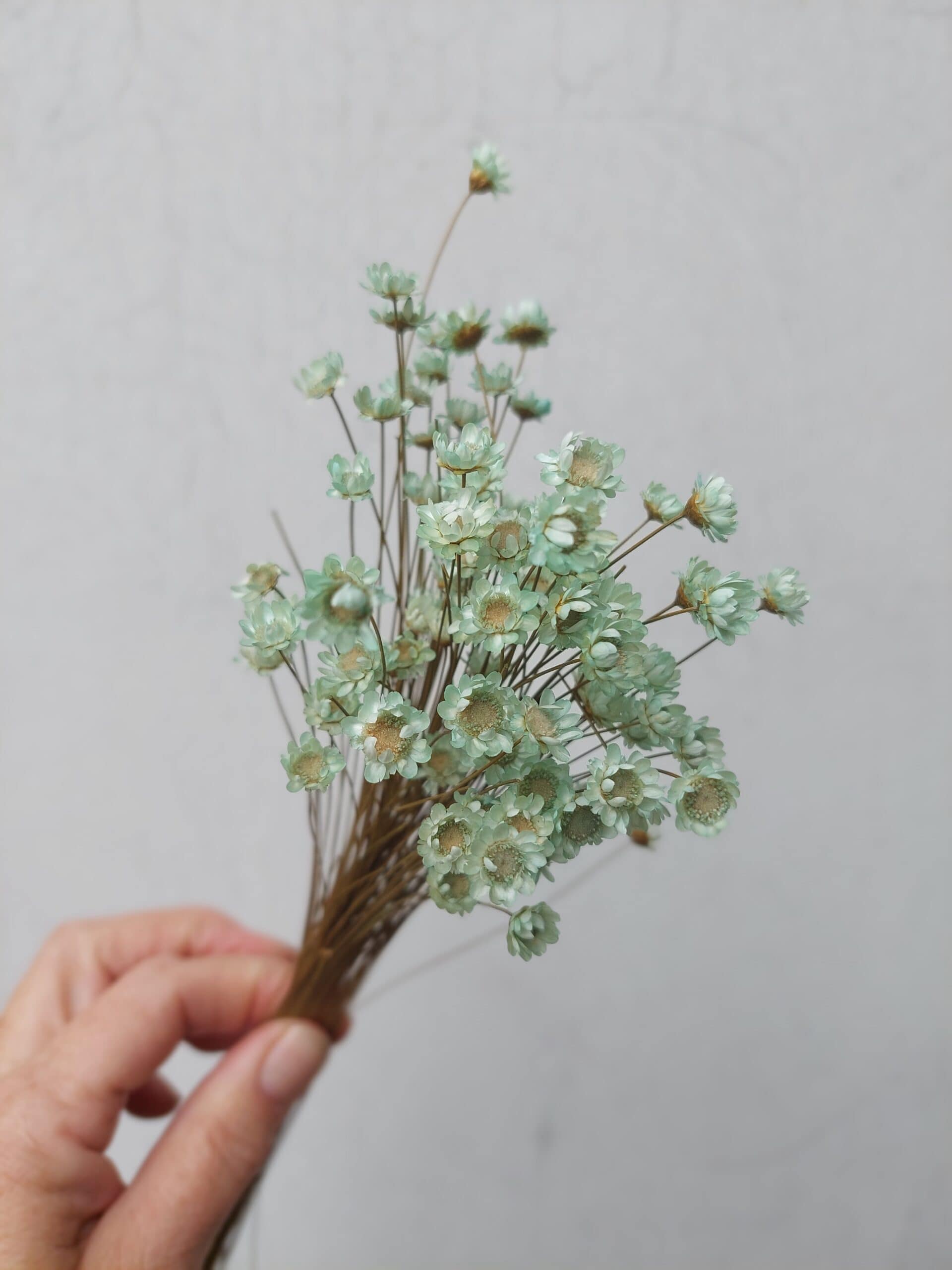 Delicate dried white and green everlasting flowers, ideal for rustic floral arrangements.