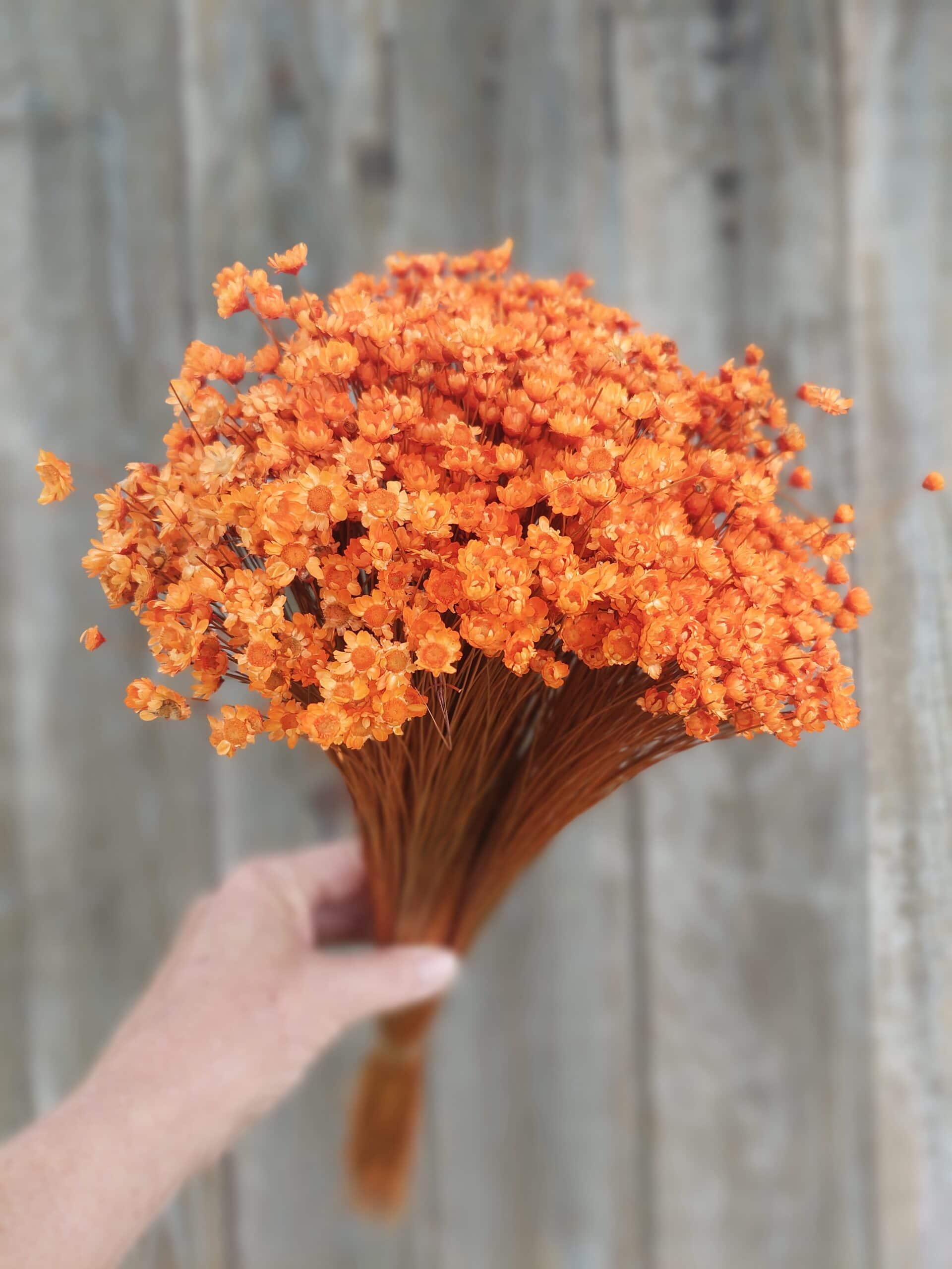 Vibrant orange dried floral bouquet with small, papery blossoms in hand.
