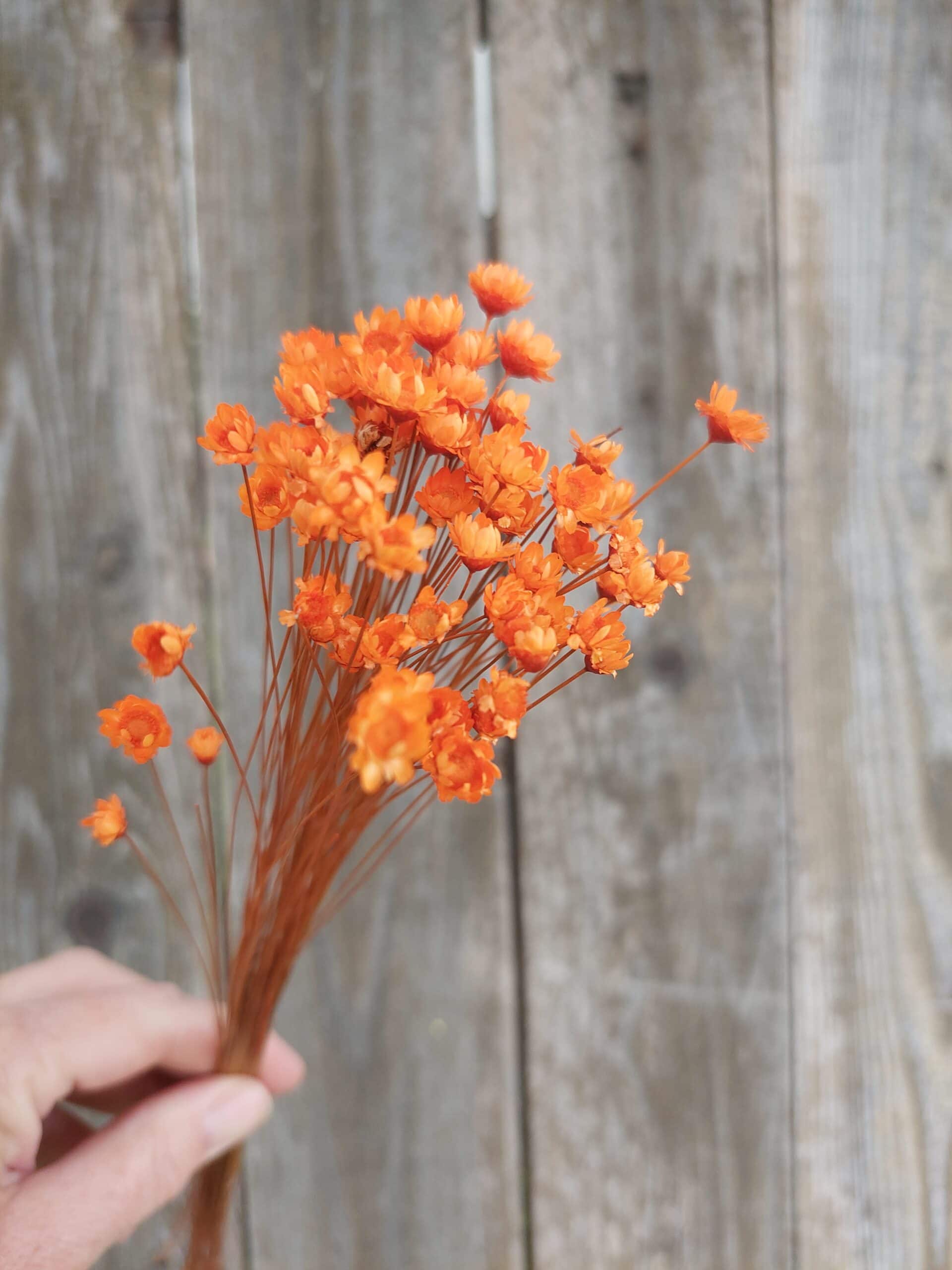Bright orange dried baby's breath flowers, perfect for sustainable floral arrangements and home decor.