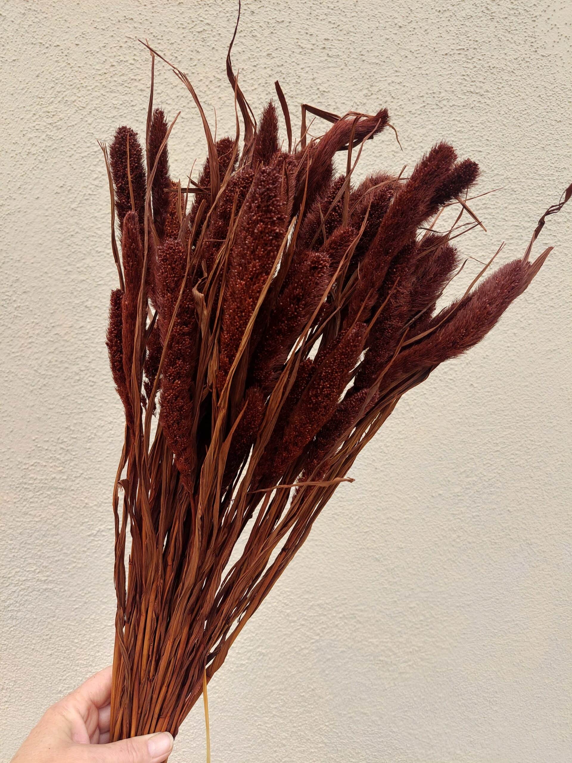 Dried Setaria bunch in chocolate brown for home decor or floral arrangements.