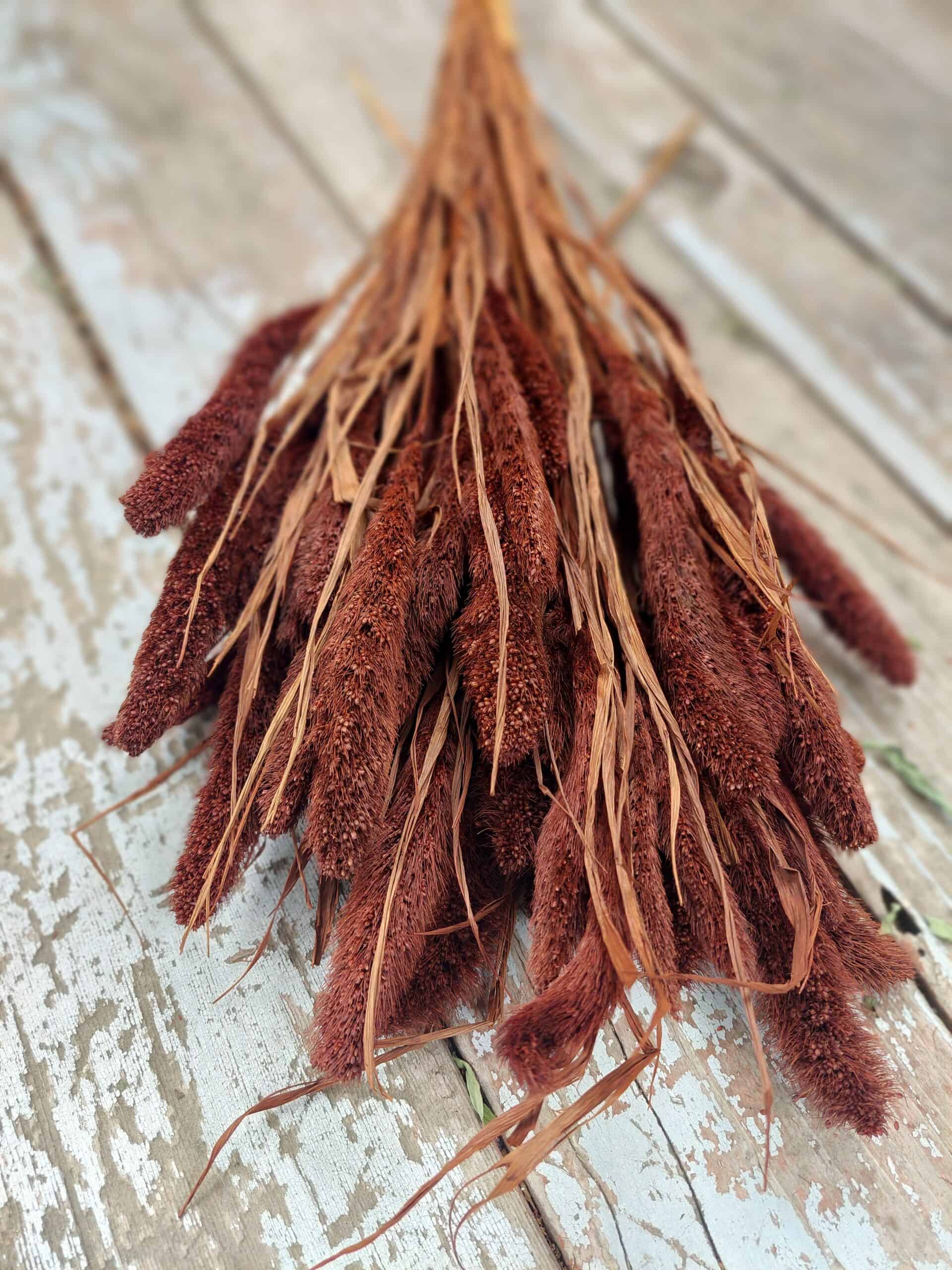 Dried Chocolate Brown Setaria Grass for home decor and floral arrangements.