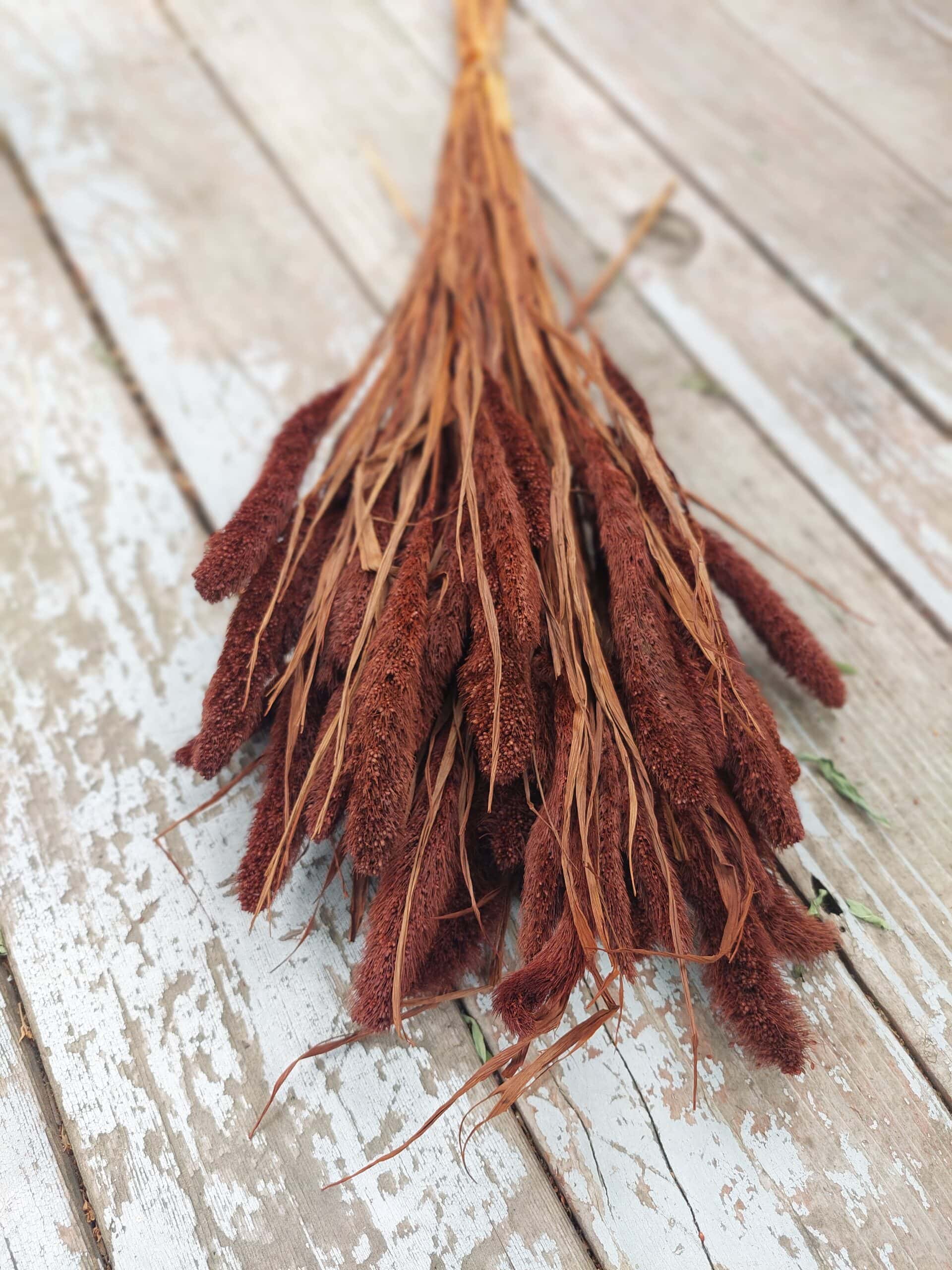 Dried Chocolate Brown Setaria Grass, natural decor, rustic floral arrangement, dried plant bouquet, home or event floral accent.
