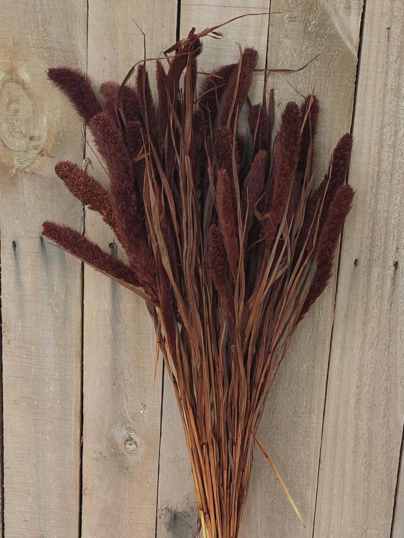 Dried ornamental grasses for rustic floral arrangements and home decor.