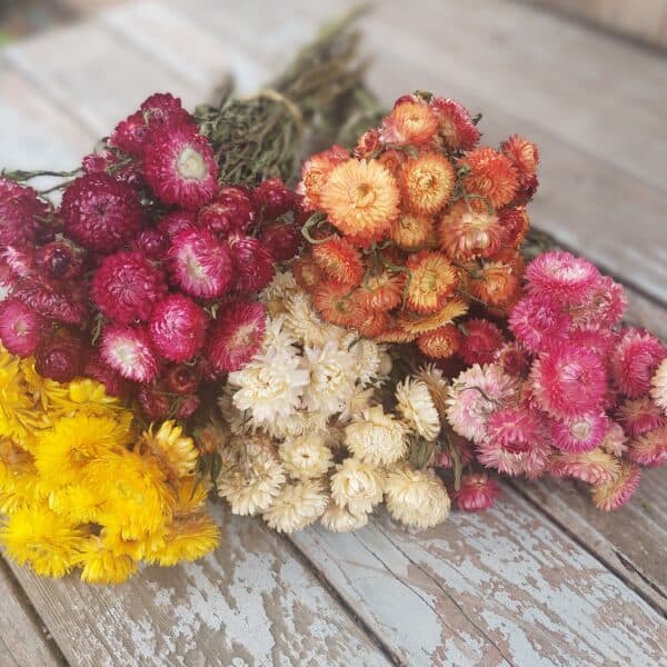 Vibrant dried strawflowers in various colors