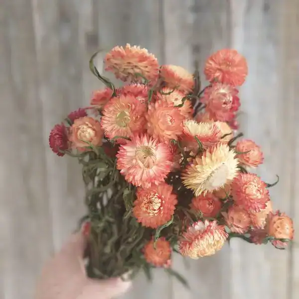 Apricot Orange Strawflowers