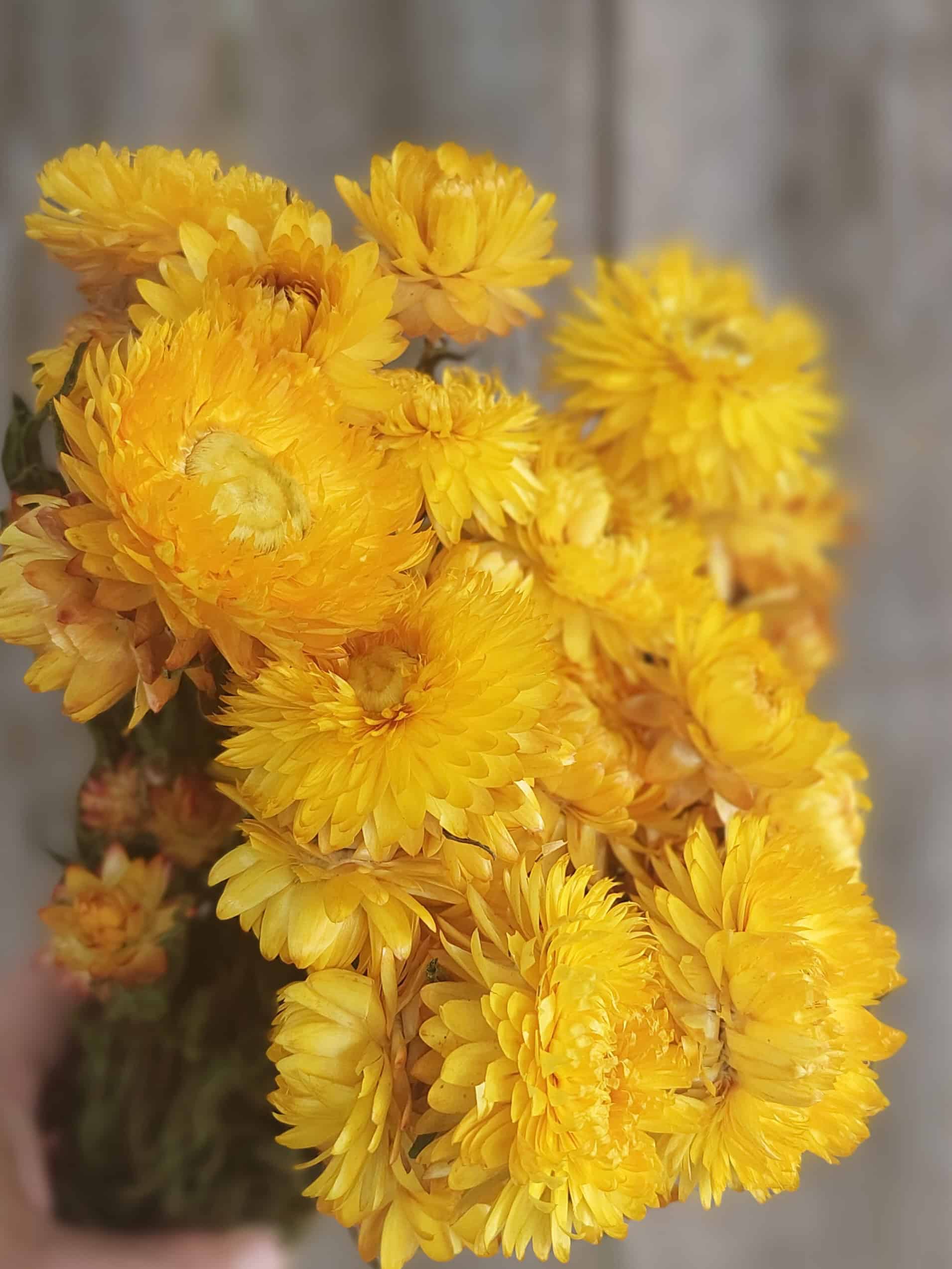 dried yellow strawflowers