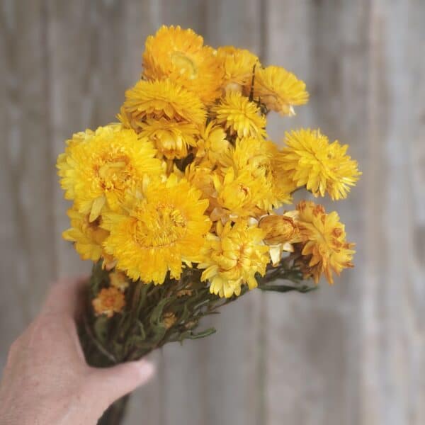 dried yellow strawflowers