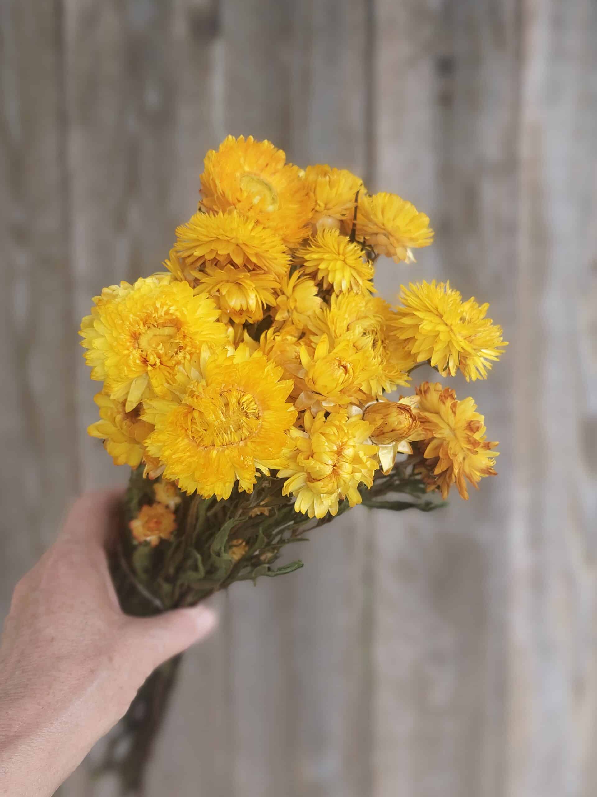 dried yellow strawflowers