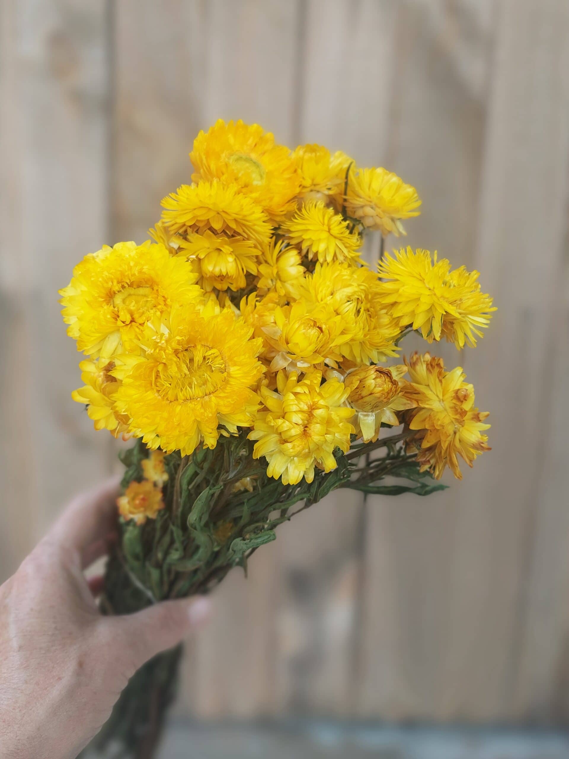 Dried Yellow Strawflowers - Image 5