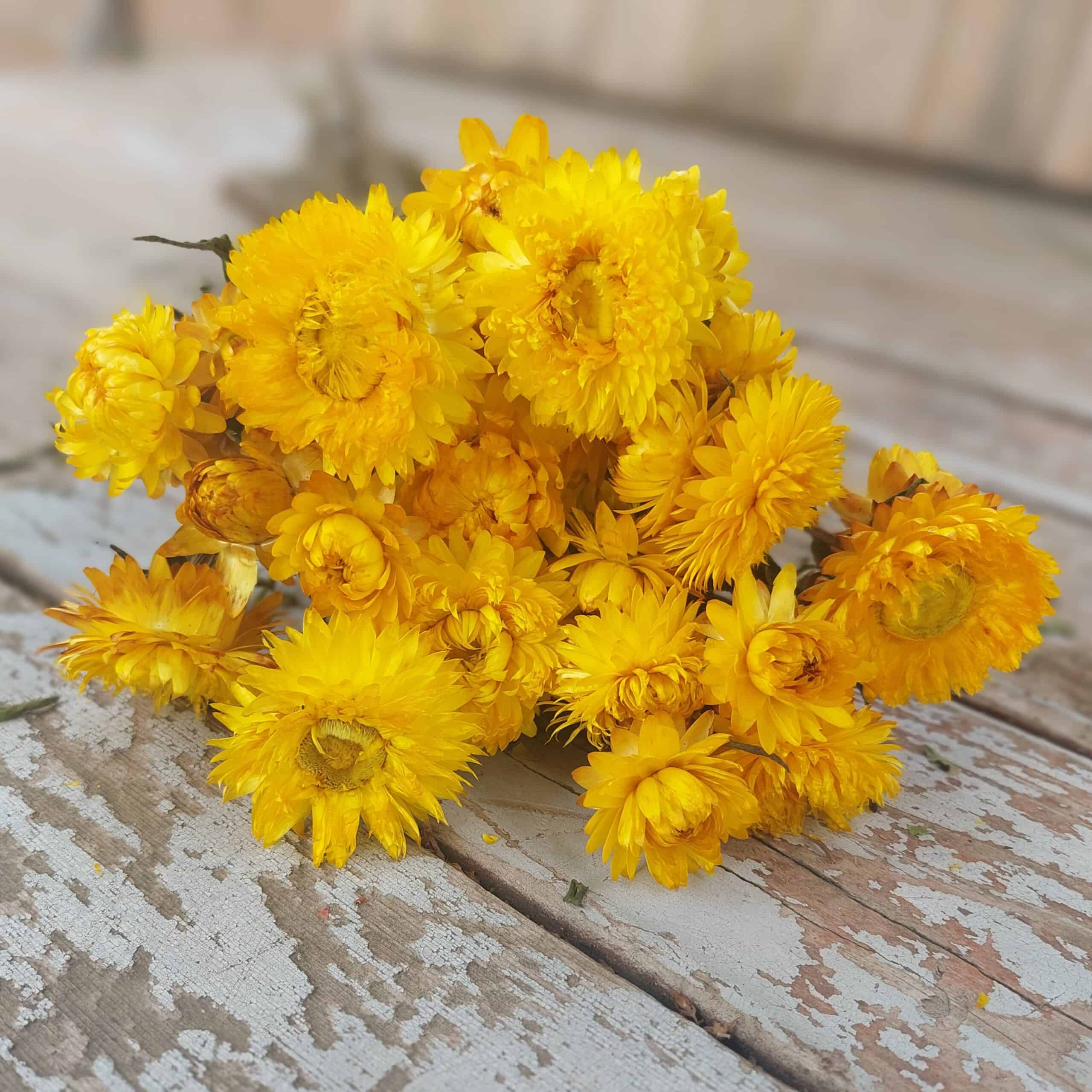 dried yellow strawflowers