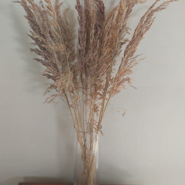 Tall Natural Wild Oats Dried
