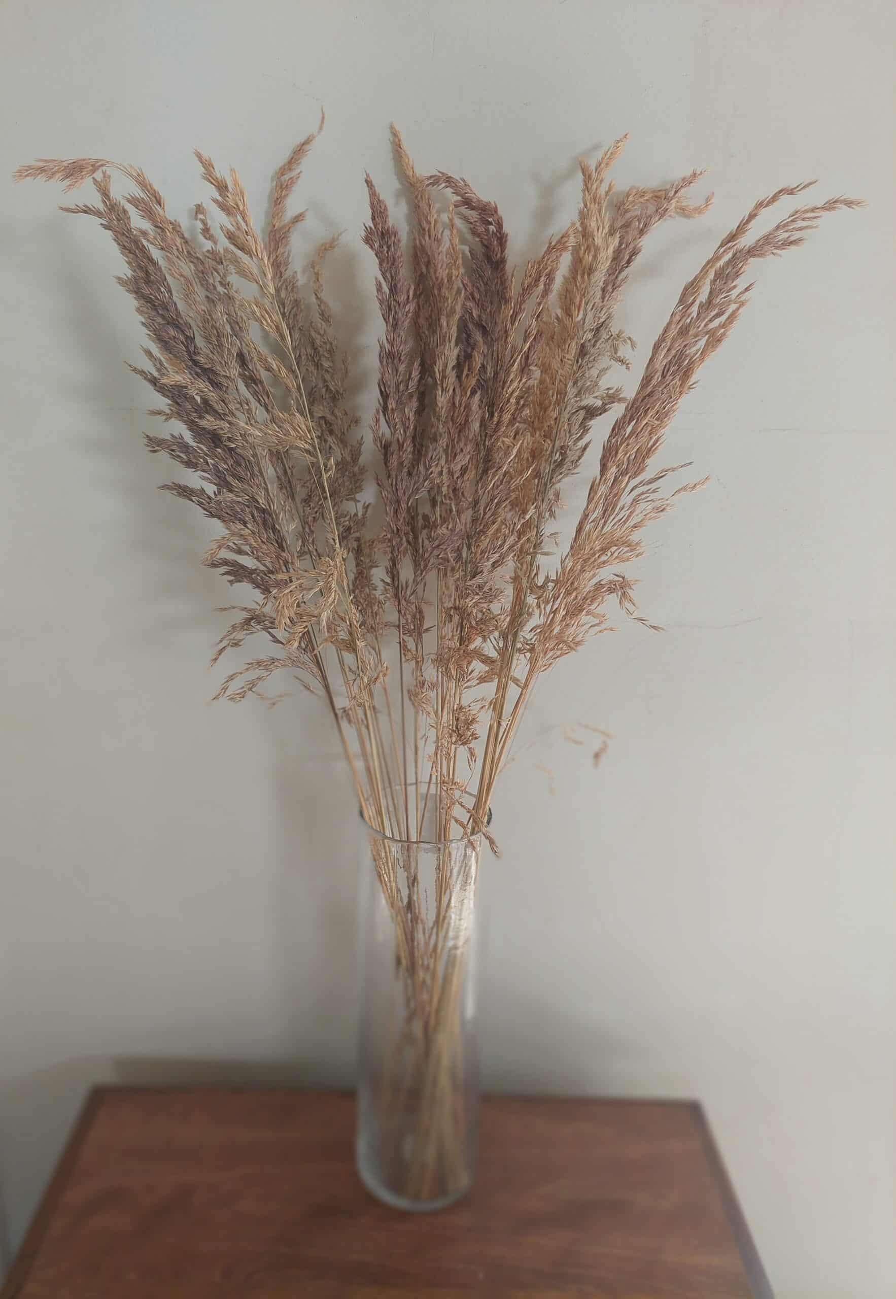 Tall Natural Wild Oats Dried