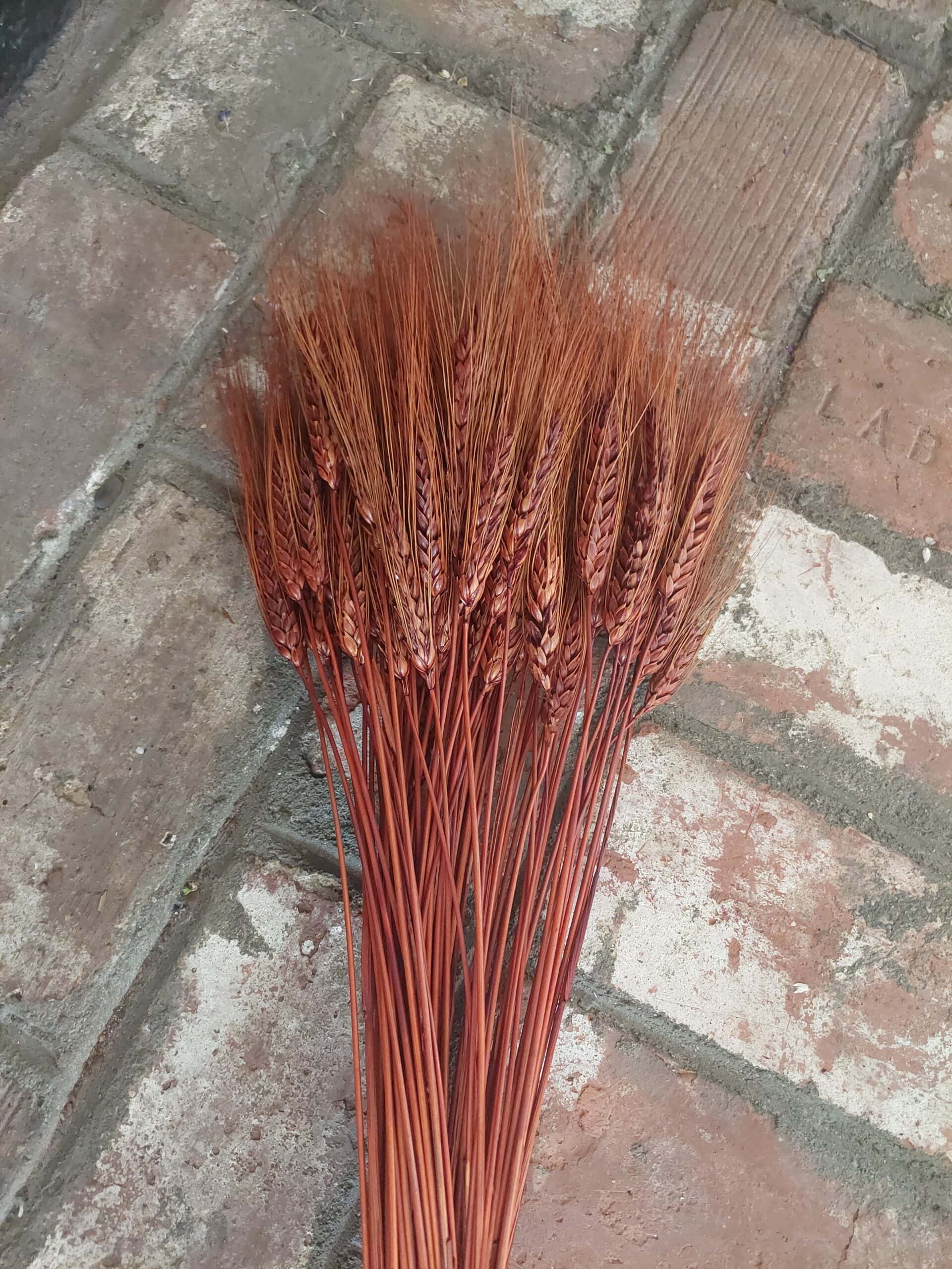 Chocolate Brown Bearded Wheat - Image 3