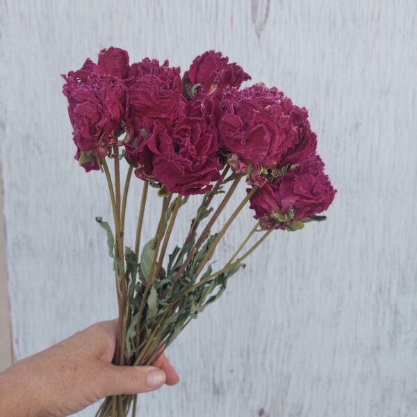 Dried Peonies - Pink Peony Bunch, dark pink peonies