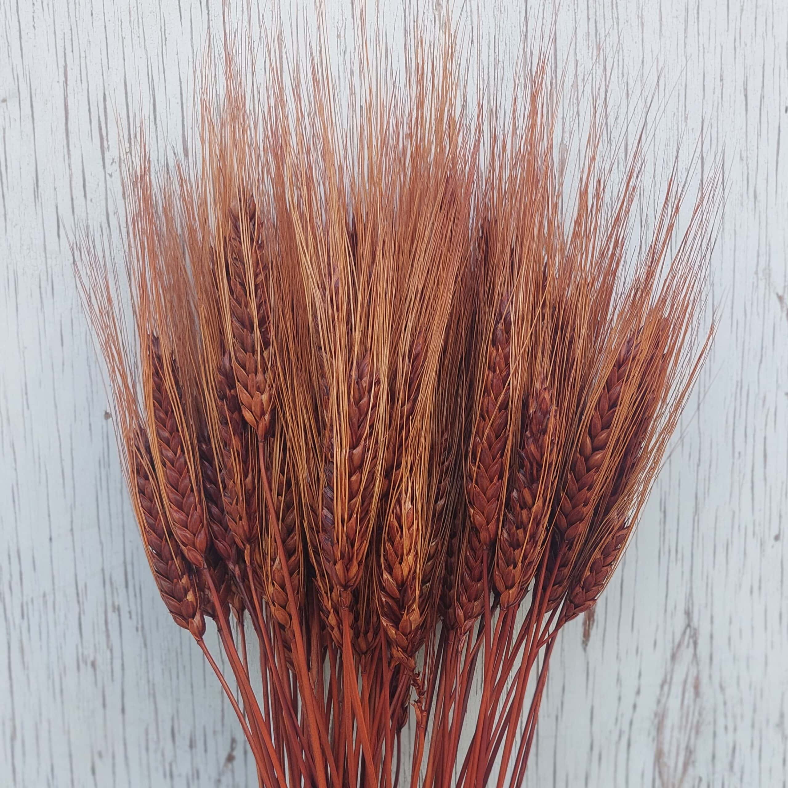 Chocolate Brown Bearded Wheat