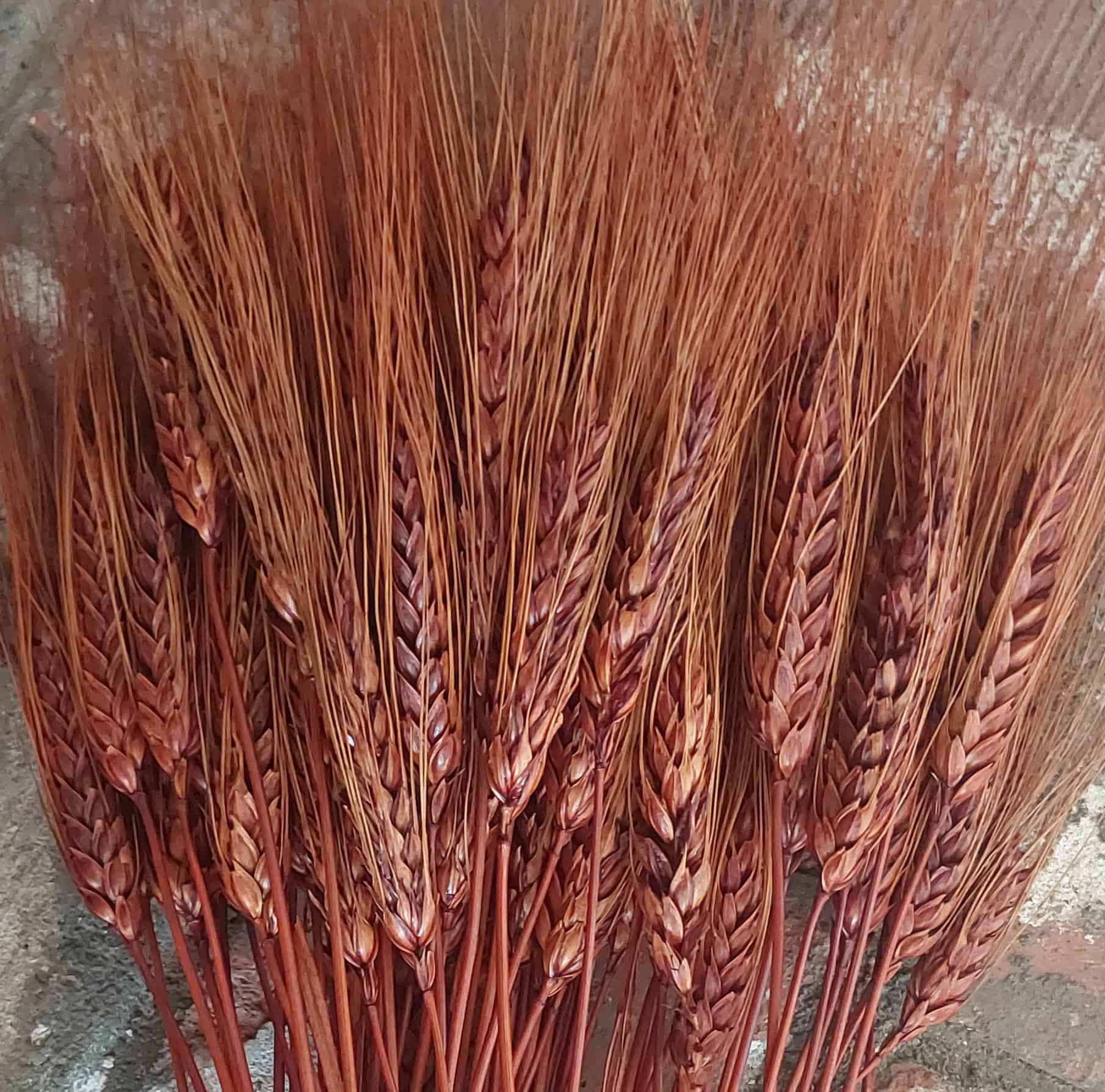 Chocolate Brown Bearded Wheat