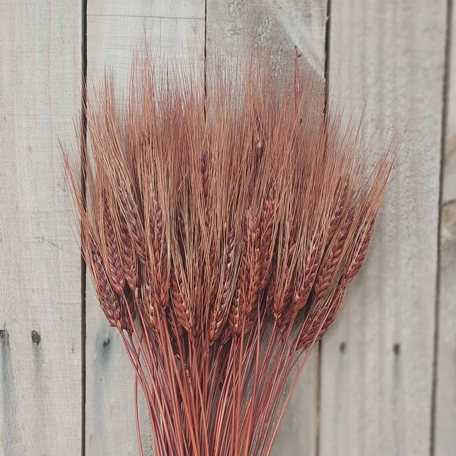 Chocolate Brown Bearded Wheat