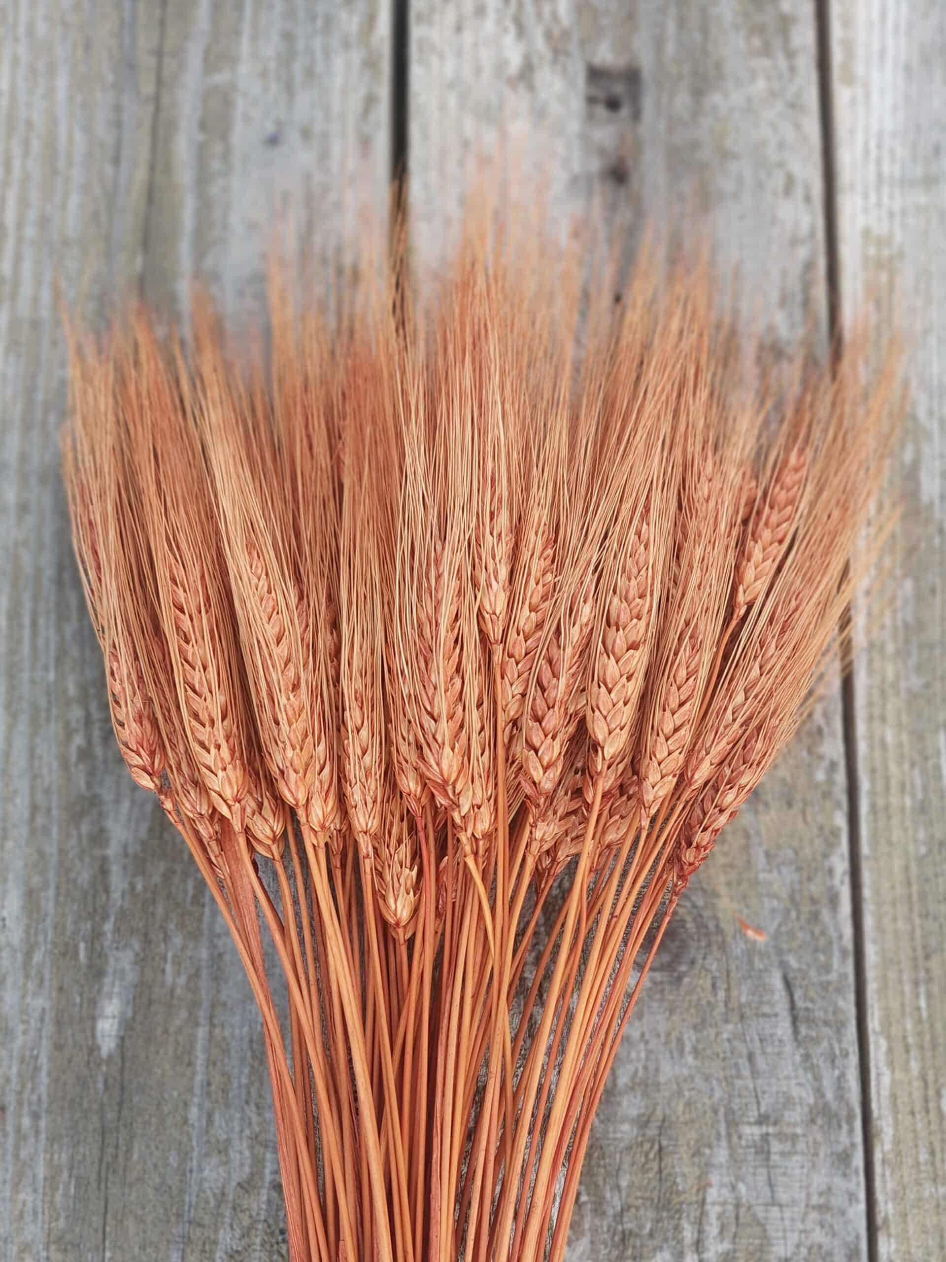 Burnt Sienna Bearded Wheat