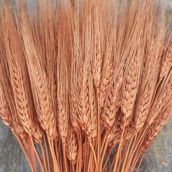 Burnt Sienna Bearded Wheat