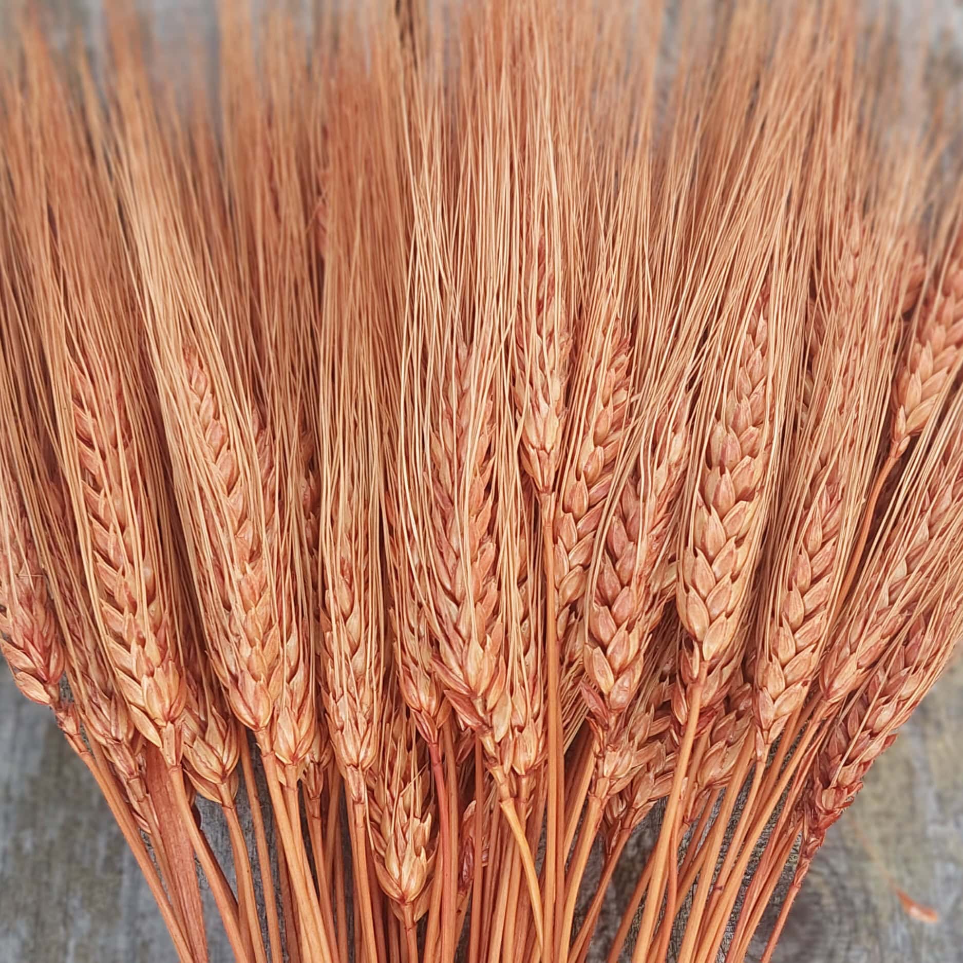 Burnt Sienna Bearded Wheat