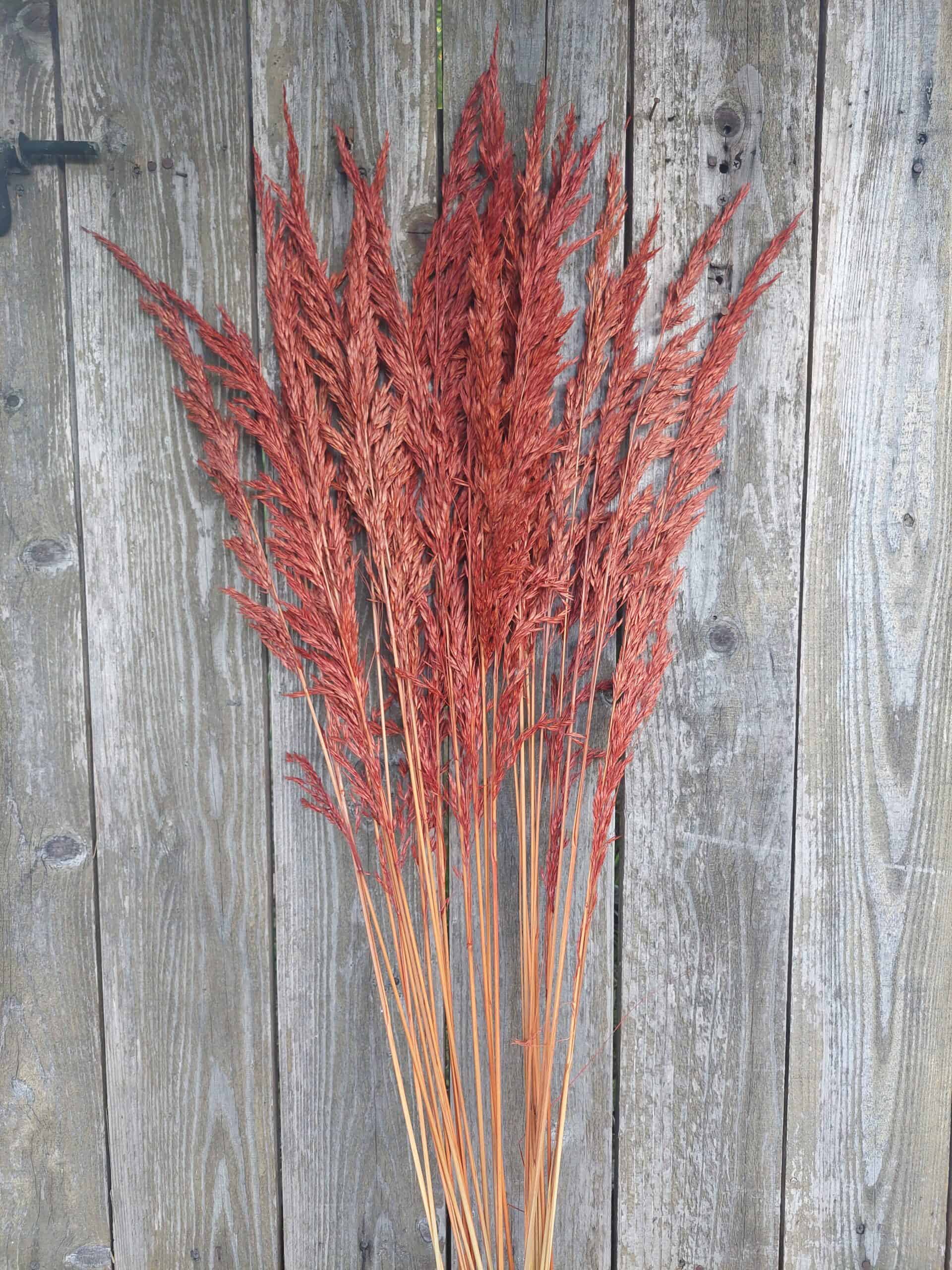 Tall Dried Reed Grasses for Fall Decorating - Image 2