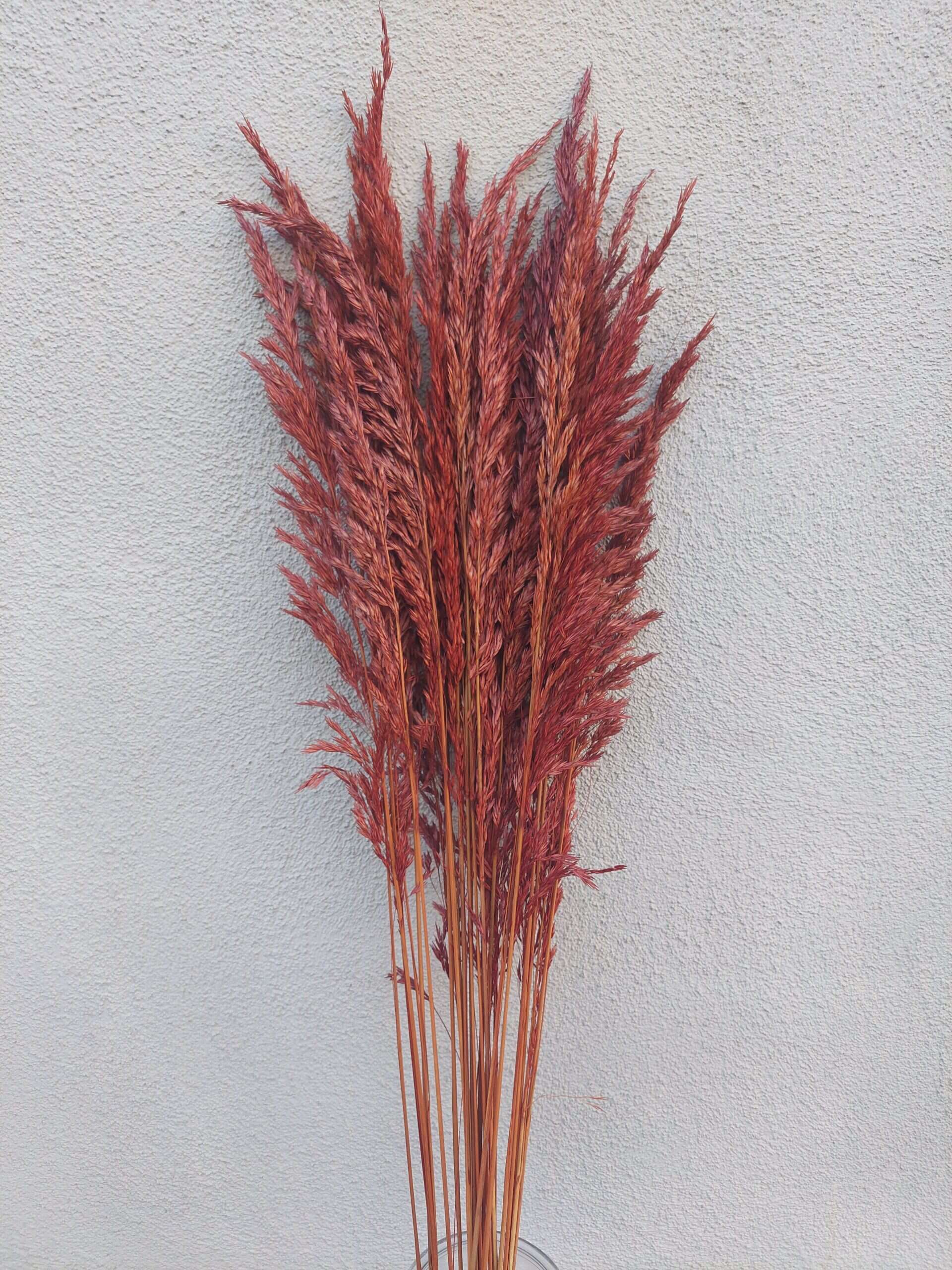 Tall Dried Fall Reed Grass