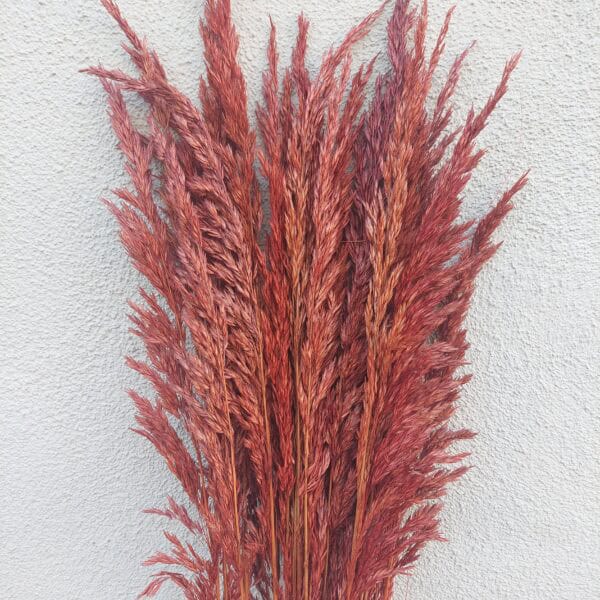 Tall Dried Reed Grasses for Fall Decorating
