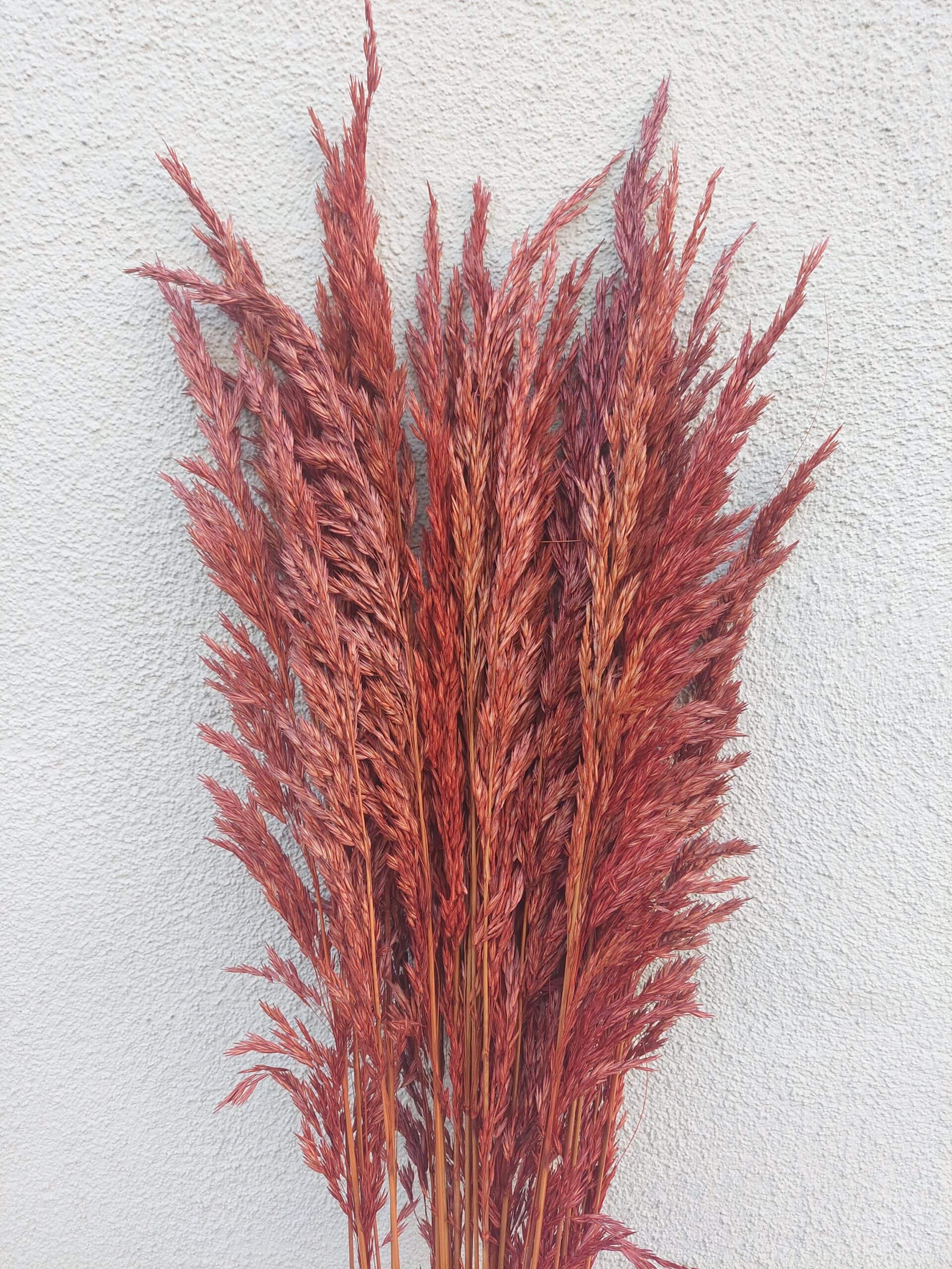 Tall Dried Reed Grasses for Fall Decorating