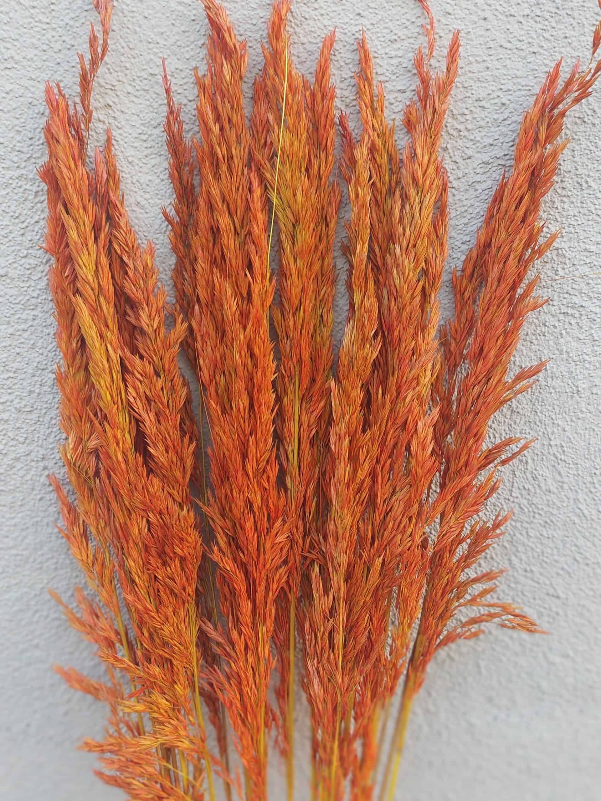 Tall Reed Grass Fall Autumn Orange