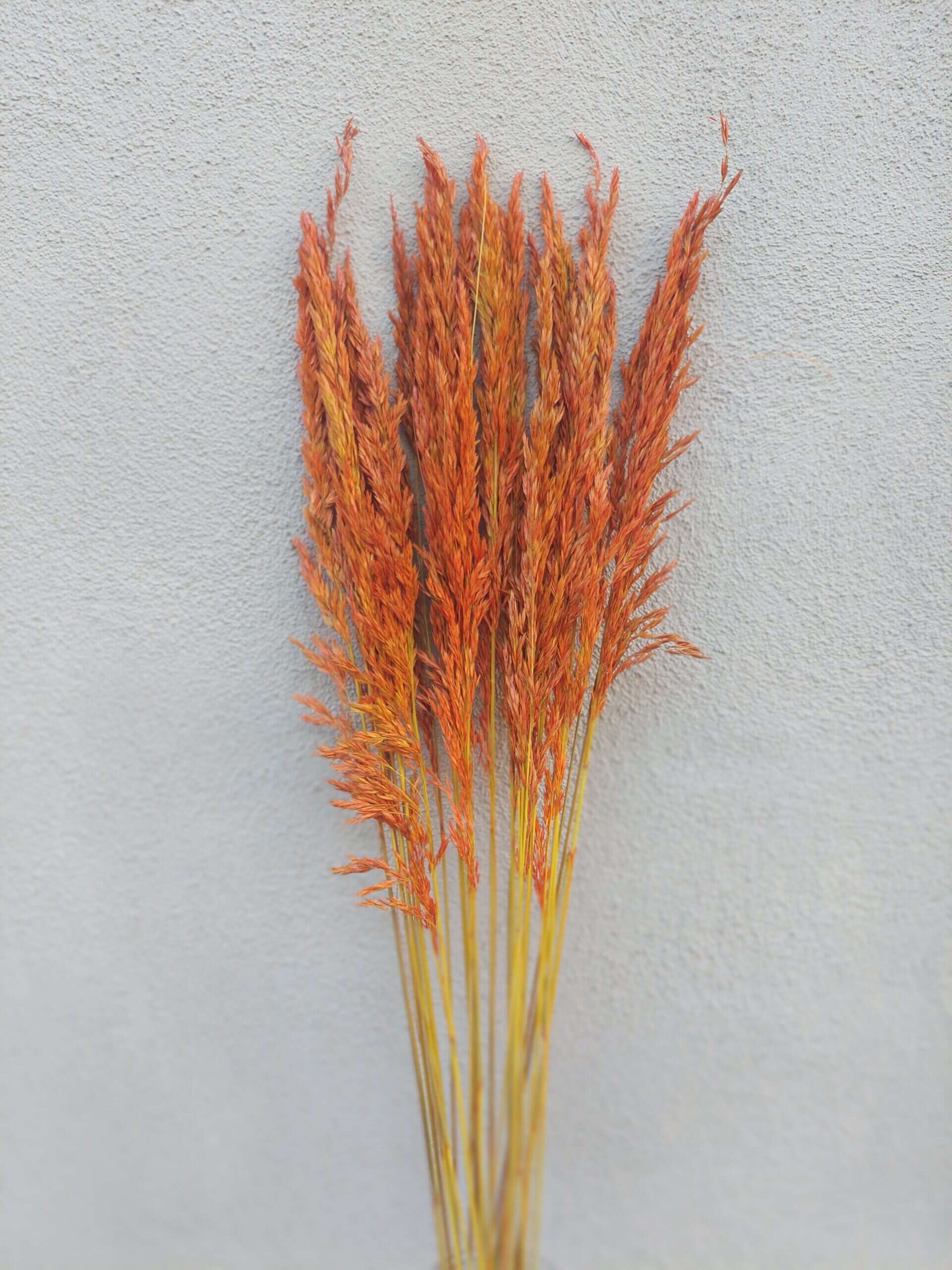 Tall Reed Grass Fall Autumn Orange