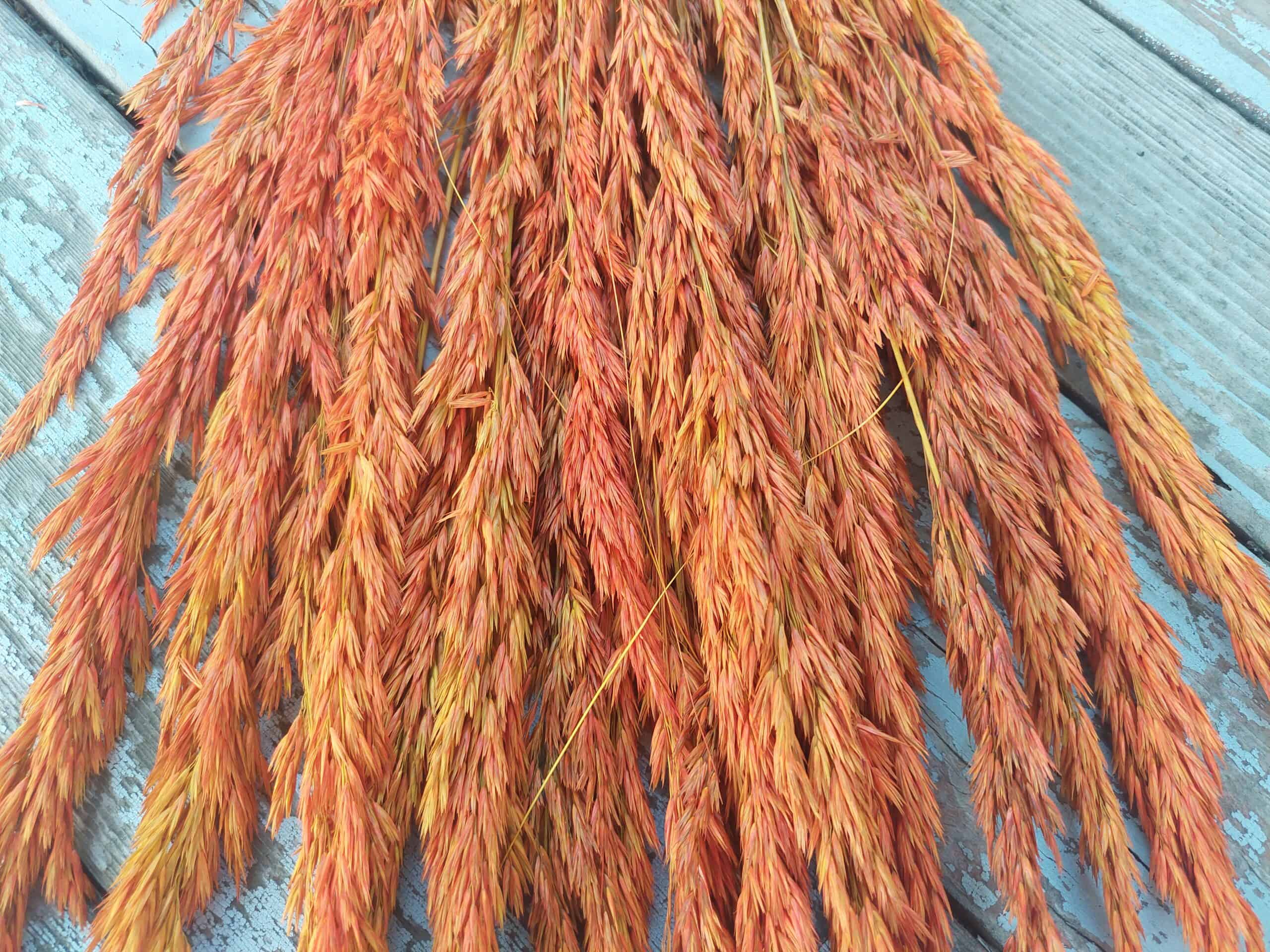 Tall Reed Grass Fall Autumn Orange - Image 4