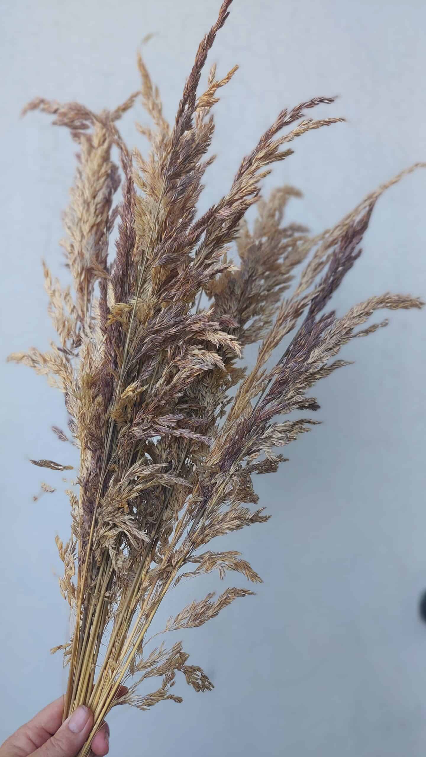 Tall Natural Wild Oats Dried - Image 2