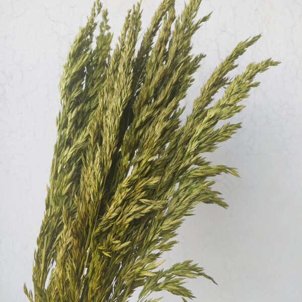 Basil Green Dried Oats: Tall Vase Filler