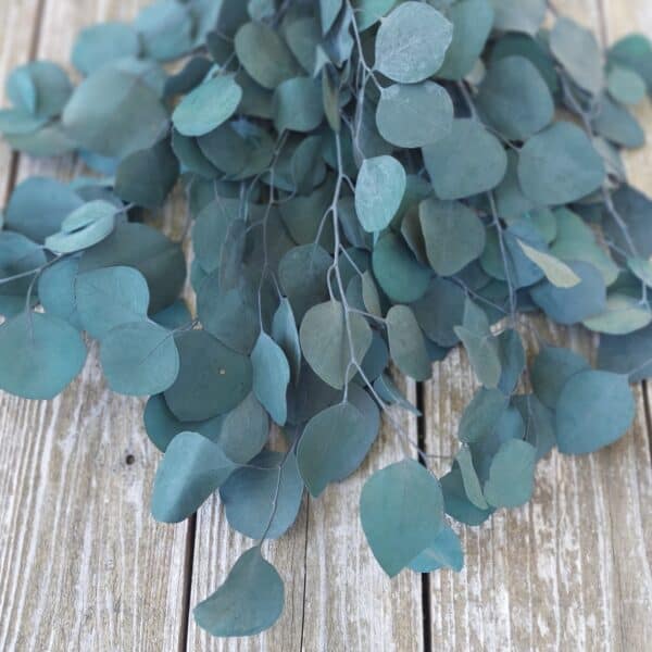 Green Silver dollar eucalyptus