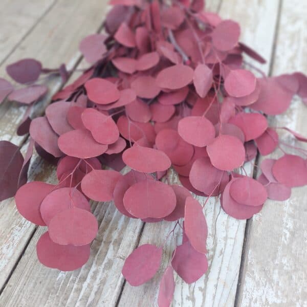 Red silver dollar eucalyptus