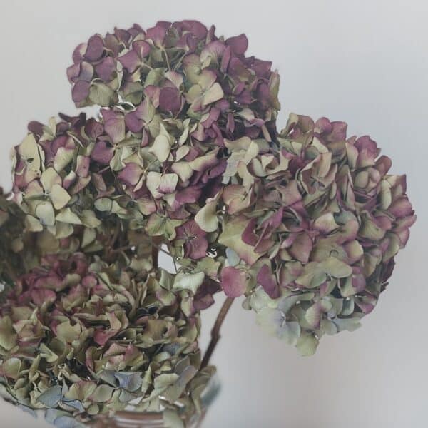 Natural dried burgundy hydrangeas