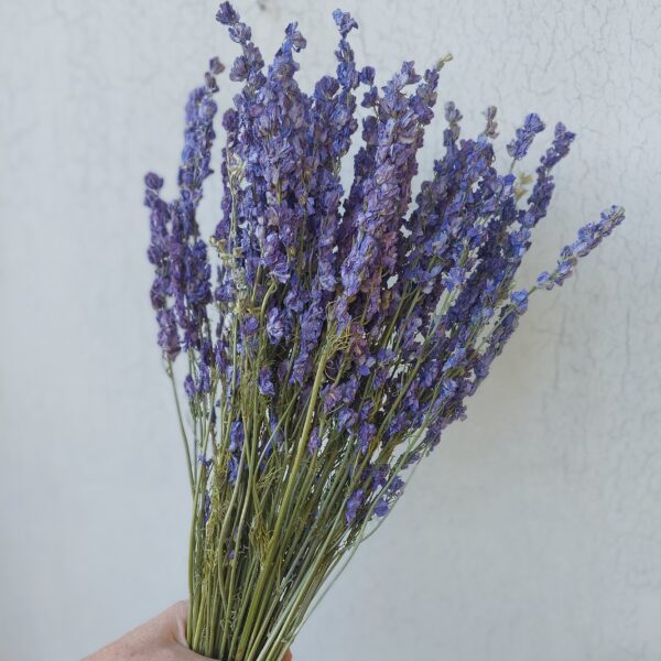 Lilac Larkspur Wildflowers Dried
