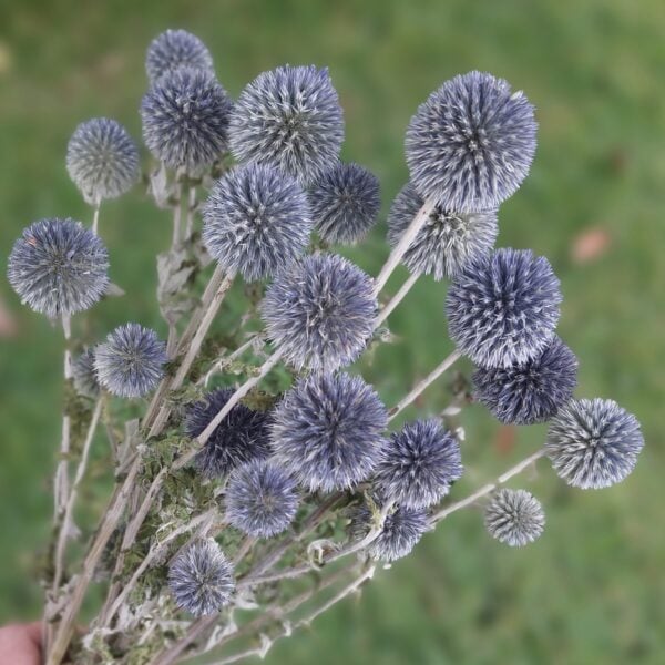 Globe Thistle (Echinops) Natural Blue Dried Flower