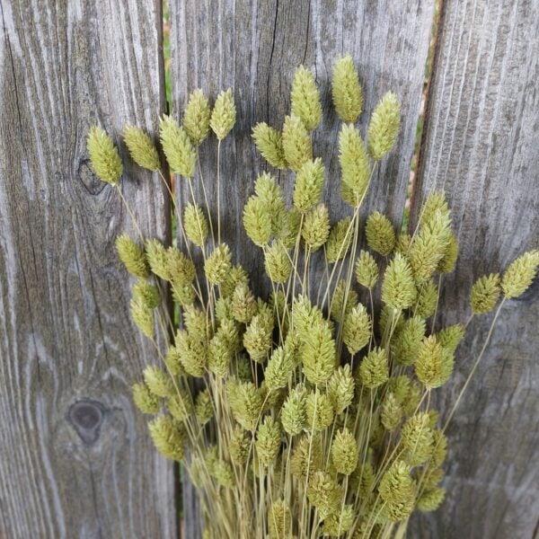 Dried Phalaris Grass Bunch: Soft Light Green Grain