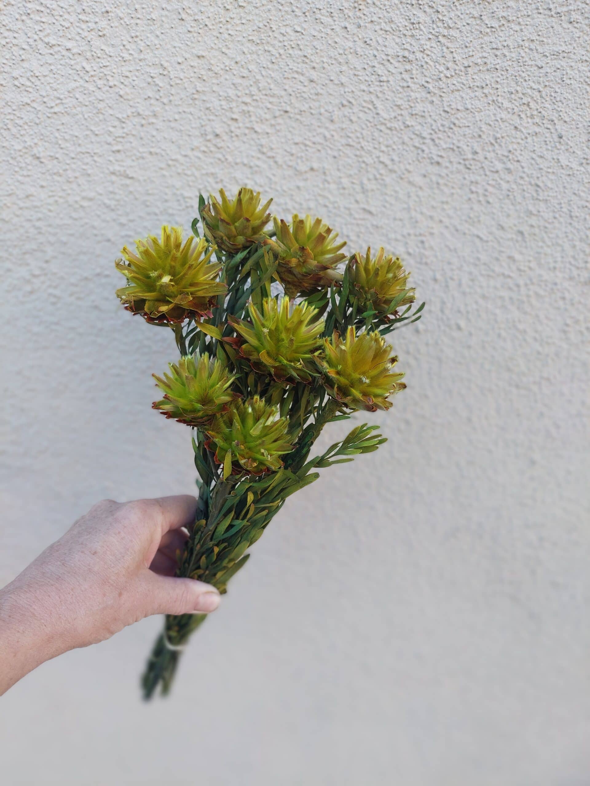 Dried Plumosum - Basil Green